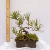 黒松　約5メート 楽天市場】MICKEY THOMPSON (ミッキートンプソン) OPEN 5 SATIN