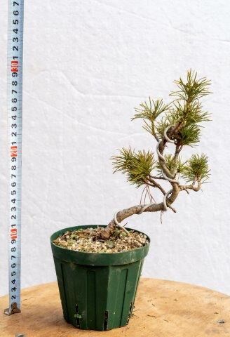 五葉松7年物 | EVER ROOTS BONSAI STORE 五葉松7年物 | EVER ROOTS BONSAI STORE