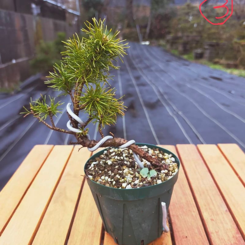 五葉松盆栽(3)