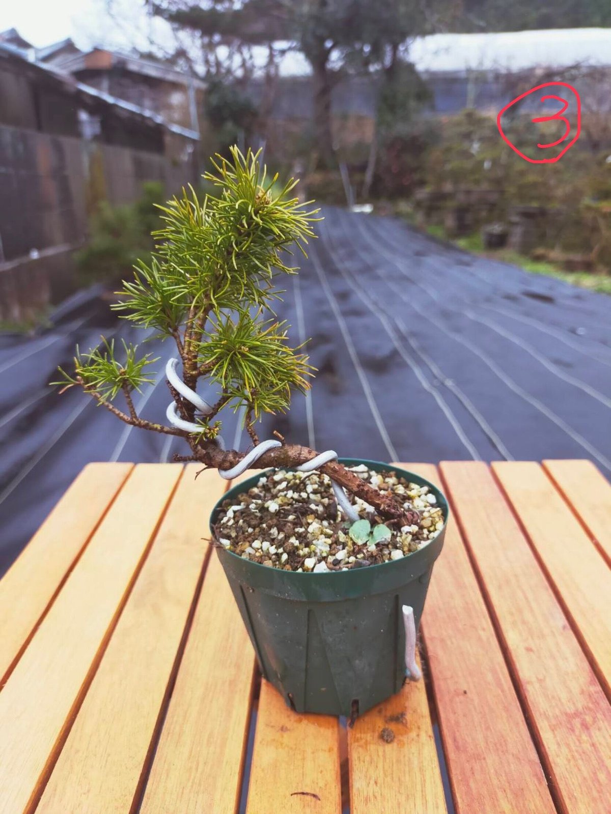 三河盆栽　五葉松　盆栽 三河の五葉松の盆栽を販売｜入門は盆栽妙 – 盆栽妙 本店