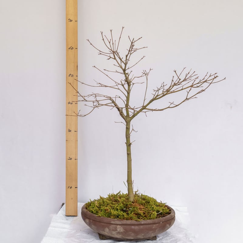 お値打ち 特別限定 もみじ 獅子頭【盆栽】紅葉 黒松 五葉松 真柏 BONSAI-