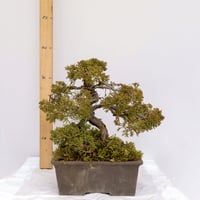 【糸魚川真柏】 値下げ交渉⭕️ 真柏】糸魚川真柏 小品盆栽