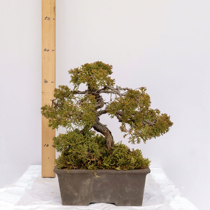 真柏盆栽 | EVER ROOTS BONSAI STORE