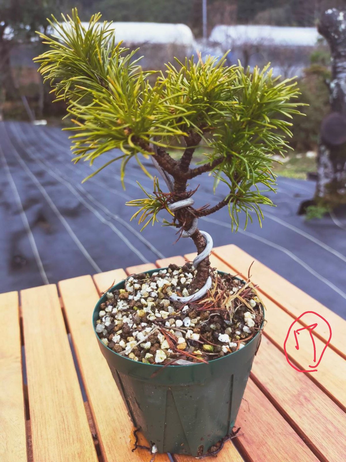 中品那須五葉松盆栽3-1 【公式通販】