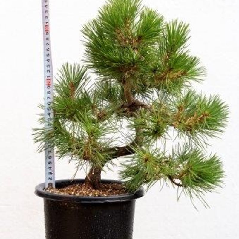 黒松 黒松8年物 | EVER ROOTS BONSAI STORE