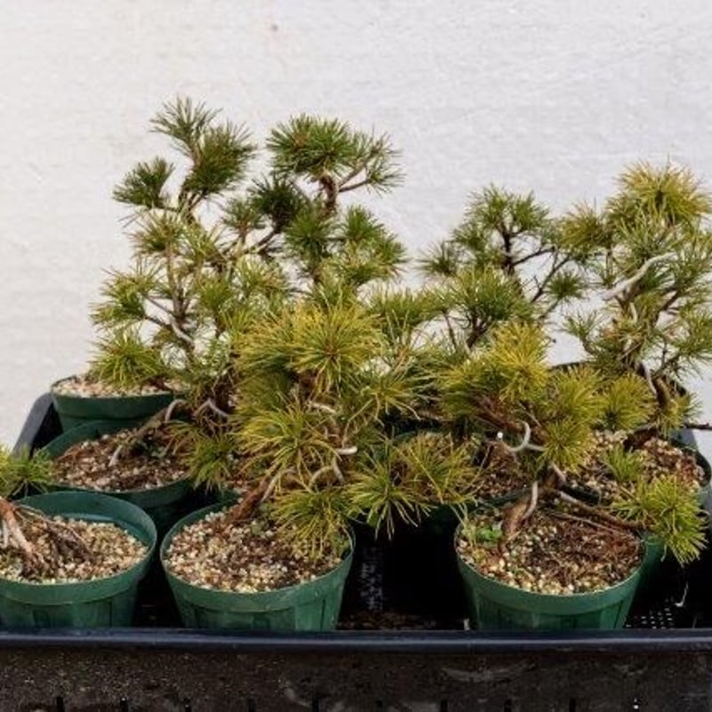 五葉松7年物 | EVER ROOTS BONSAI STORE 五葉松7年物 | EVER ROOTS BONSAI STORE