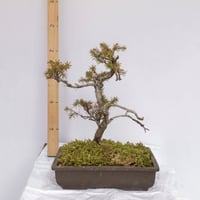 杜松盆栽 | EVER ROOTS BONSAI STORE 杜松盆栽 | EVER ROOTS BONSAI STORE