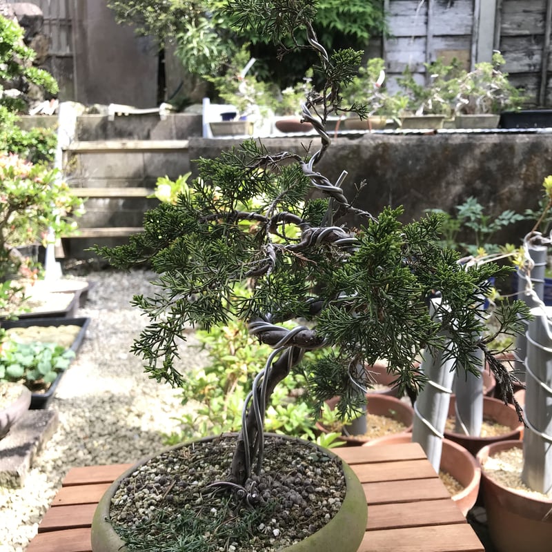 真柏(糸魚川) | EVER ROOTS BONSAI STORE 真柏(糸魚川) | EVER ROOTS BONSAI STORE
