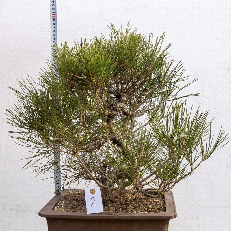 黒松8年物 | EVER ROOTS BONSAI STORE