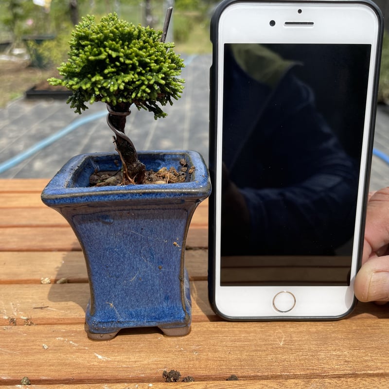 連山桧 | EVER ROOTS BONSAI STORE