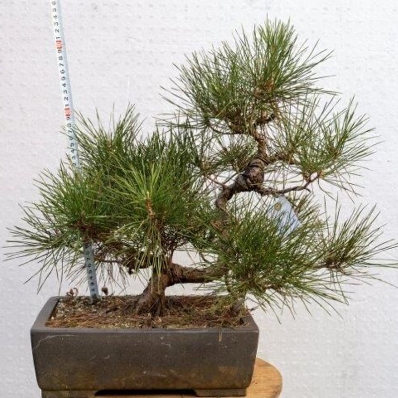 黒松8年物 | EVER ROOTS BONSAI STORE