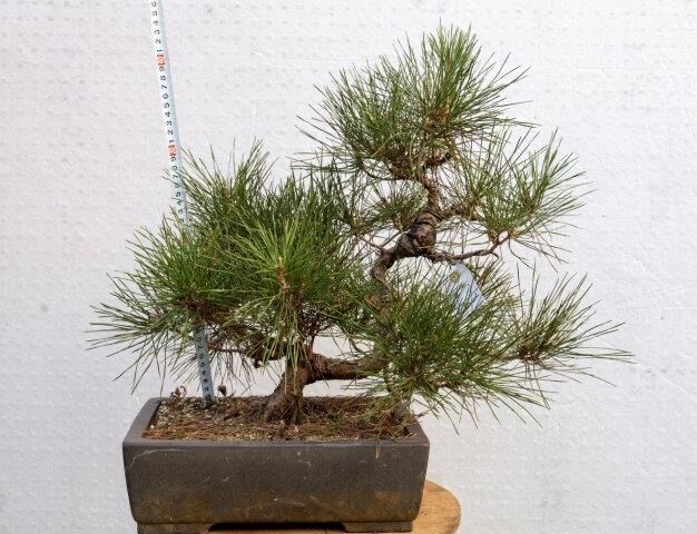 黒松8年物 | EVER ROOTS BONSAI STORE
