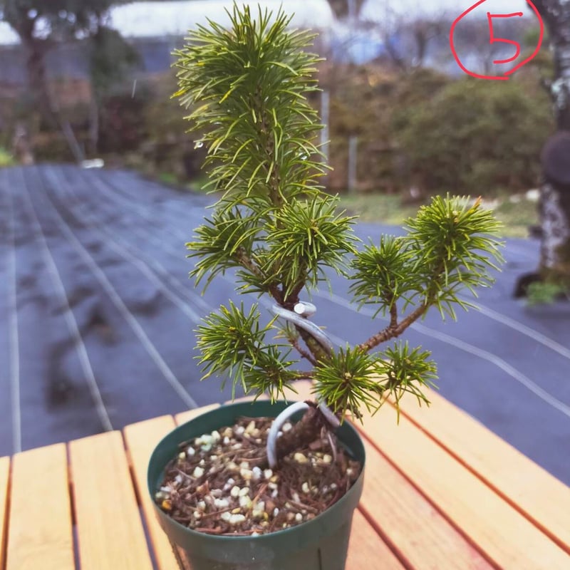 五葉松の盆栽③ 五葉松 3年物 | EVER ROOTS BONSAI STORE