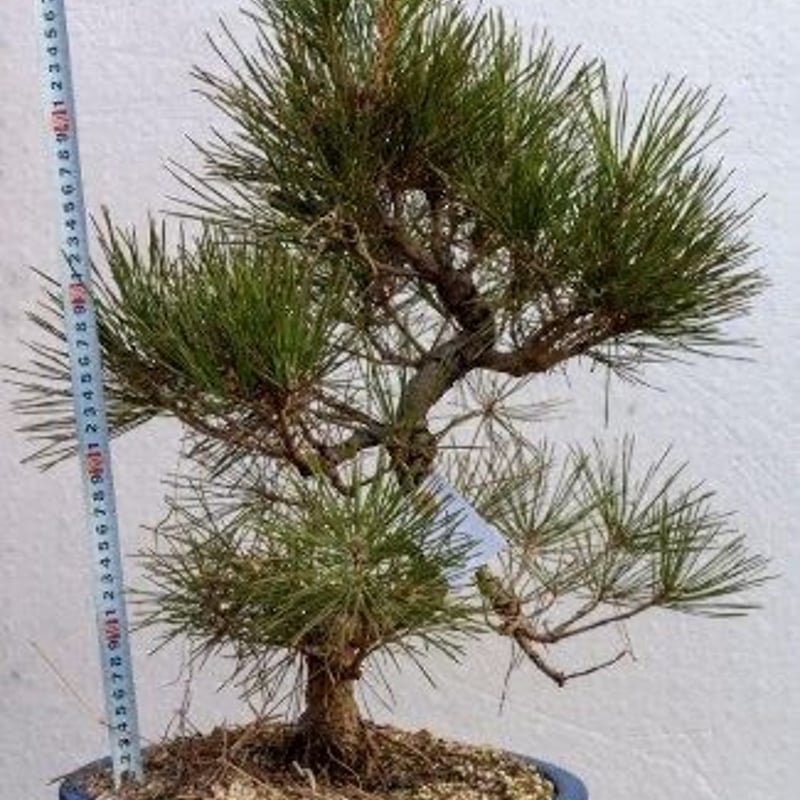 黒松8年物 | EVER ROOTS BONSAI STORE