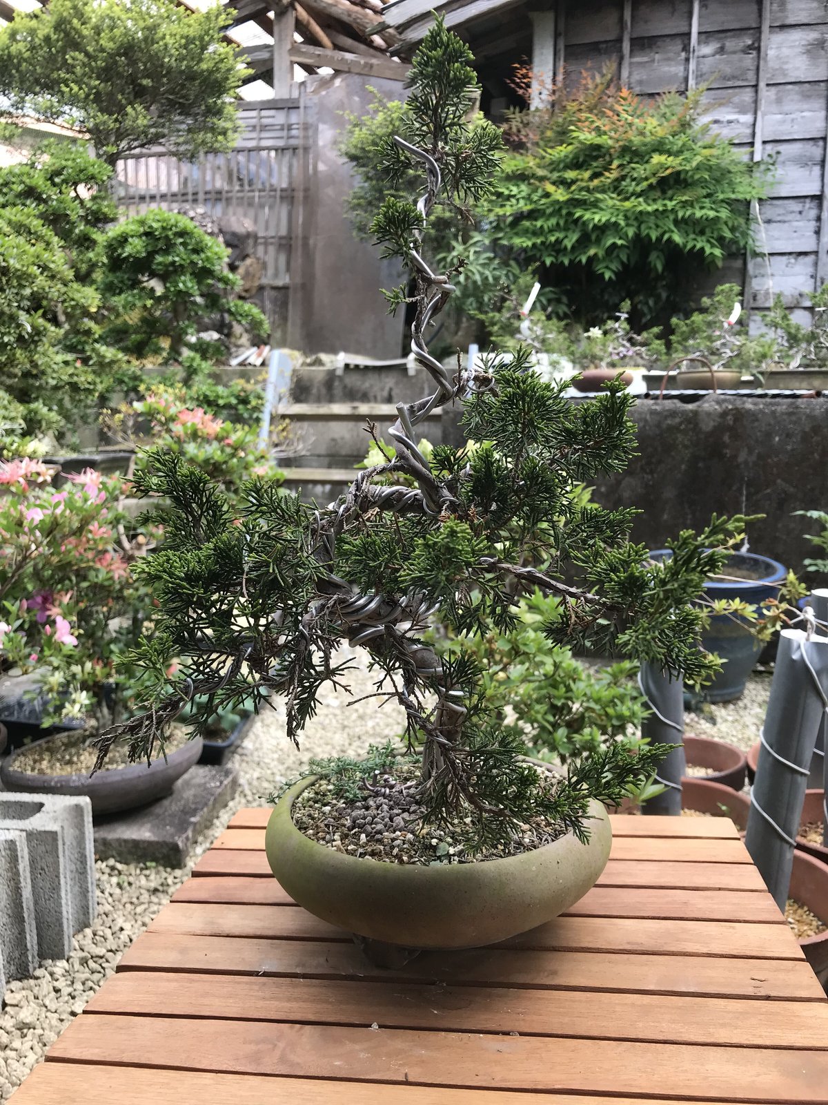 真柏(糸魚川) | EVER ROOTS BONSAI STORE 真柏(糸魚川) | EVER ROOTS BONSAI STORE