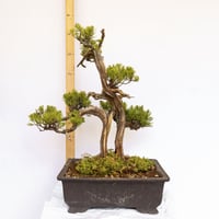 【糸魚川真柏】 値下げ交渉⭕️ 真柏】糸魚川真柏 小品盆栽