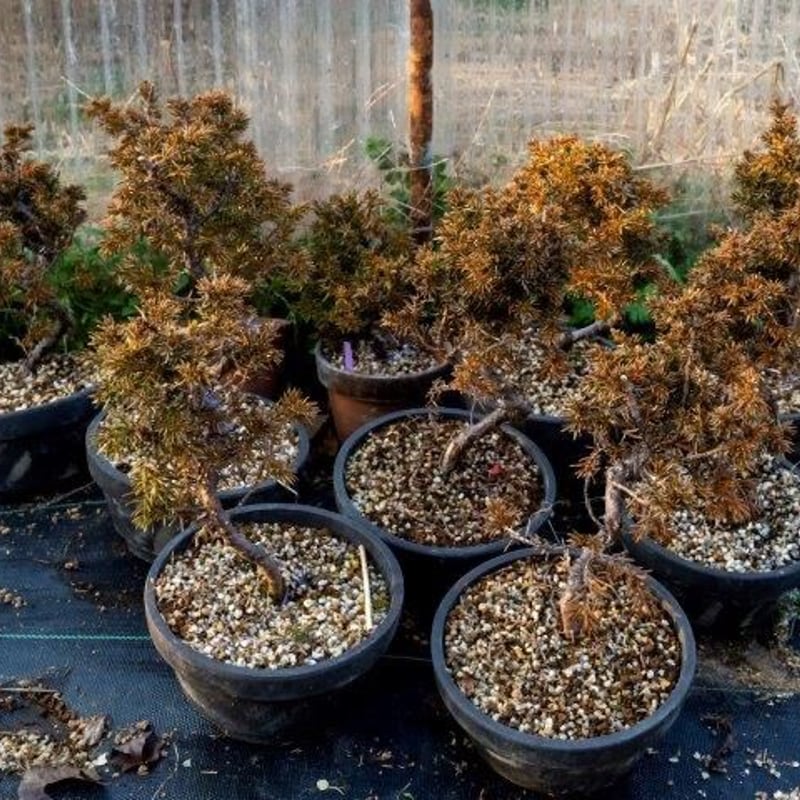 紫杜松6年物 | EVER ROOTS BONSAI STORE 紫杜松6年物 | EVER ROOTS BONSAI STORE