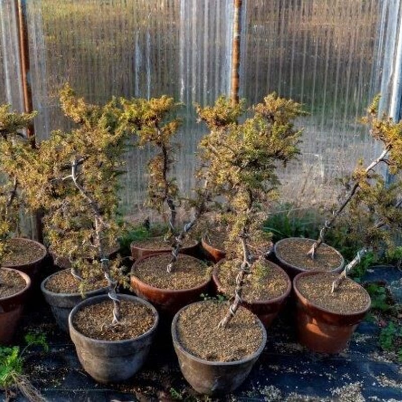 杜松7年物 | EVER ROOTS BONSAI STORE
