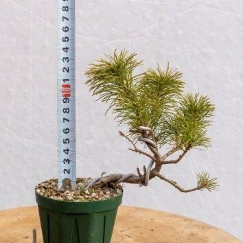 五葉松7年物 | EVER ROOTS BONSAI STORE 五葉松7年物 | EVER ROOTS BONSAI STORE