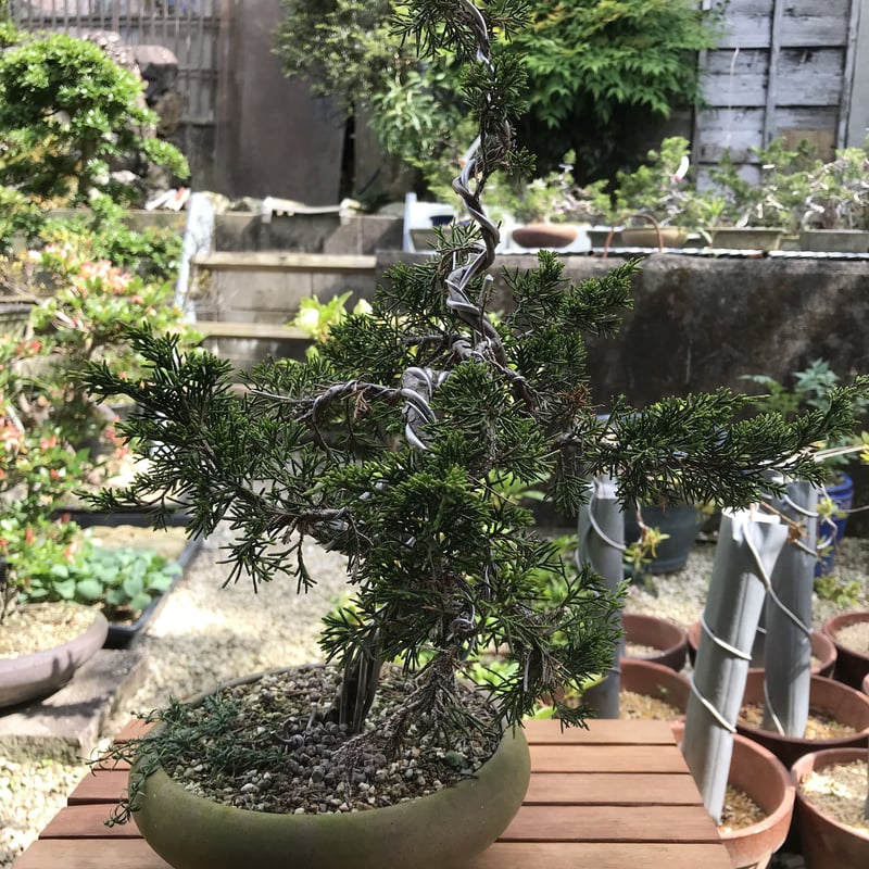 真柏(糸魚川) | EVER ROOTS BONSAI STORE 真柏(糸魚川) | EVER ROOTS BONSAI STORE