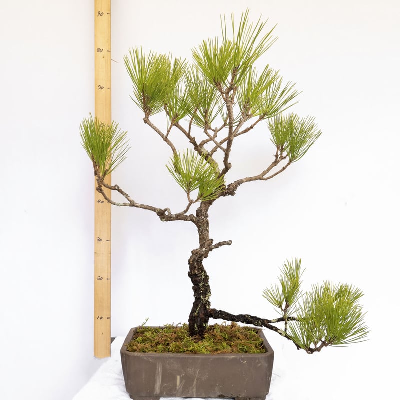 黒松の盆栽 高さ約30cm 三重、名古屋市内引渡しで‼️】黒松盆栽