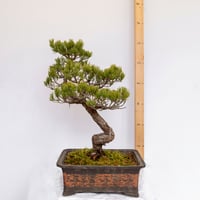 五葉松盆栽 | EVER ROOTS BONSAI STORE