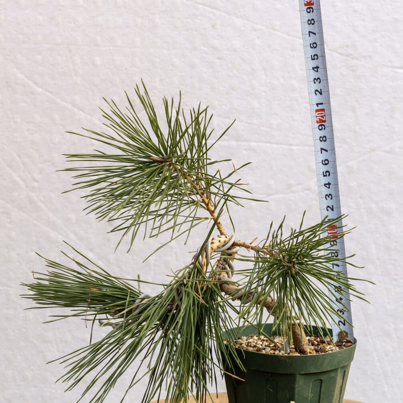 黒松4年物 | EVER ROOTS BONSAI STORE