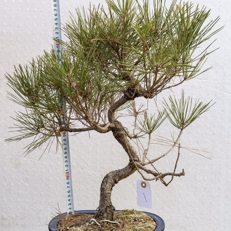 黒松8年物 | EVER ROOTS BONSAI STORE