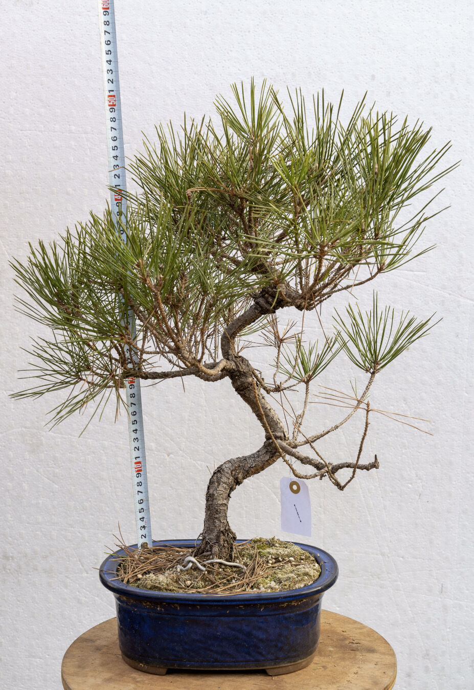 黒松８年物 | EVER ROOTS BONSAI STORE