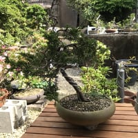 真柏盆栽 | EVER ROOTS BONSAI STORE