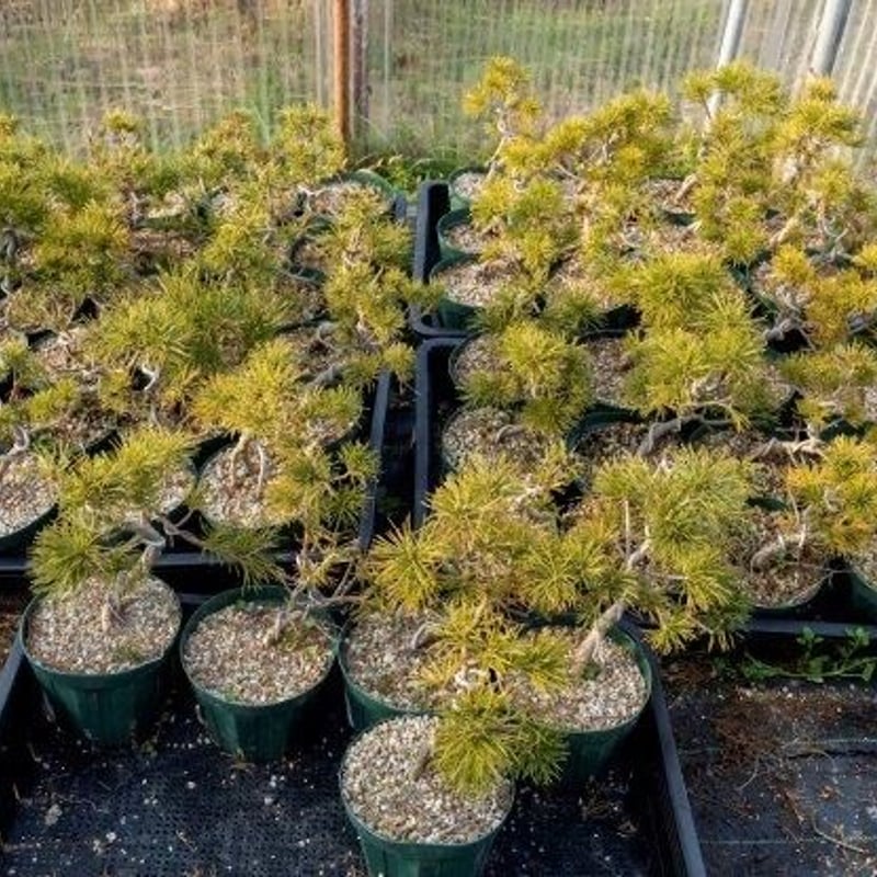 五葉松7年物 | EVER ROOTS BONSAI STORE 五葉松7年物 | EVER ROOTS BONSAI STORE