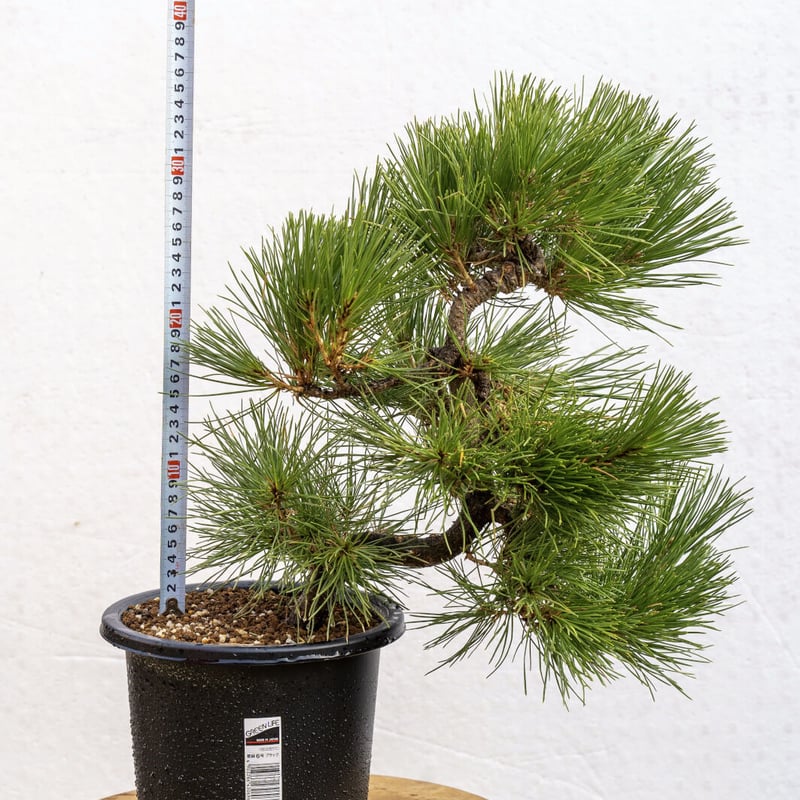 黒松 黒松盆栽 樹高60cm – Bonsai Iroha