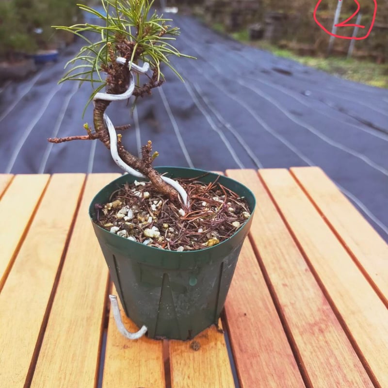 五葉松 3年物 | EVER ROOTS BONSAI STORE 五葉松 3年物 | EVER ROOTS BONSAI STORE