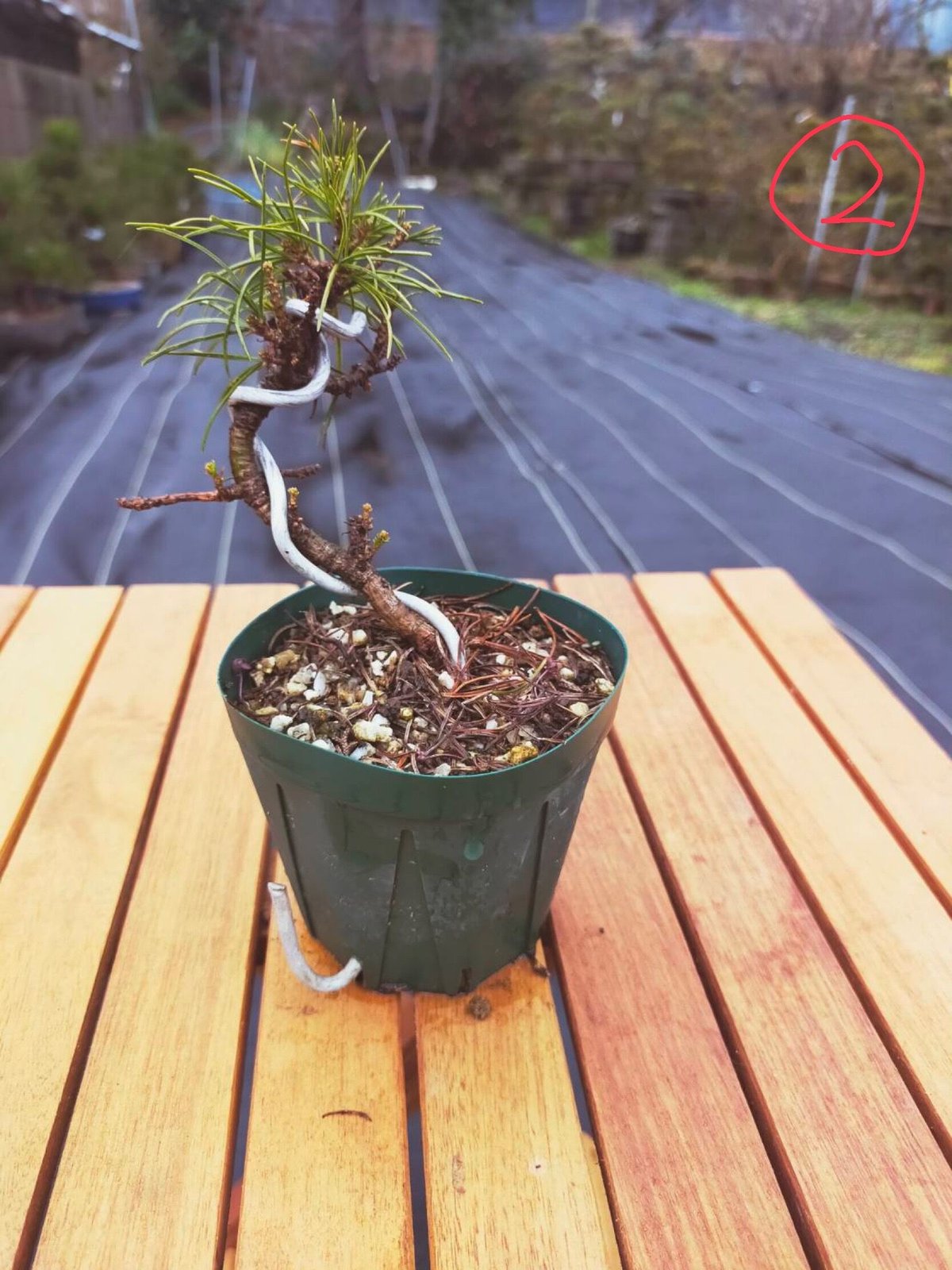 五葉松 3年物 | EVER ROOTS BONSAI STORE 五葉松 3年物 | EVER ROOTS BONSAI STORE