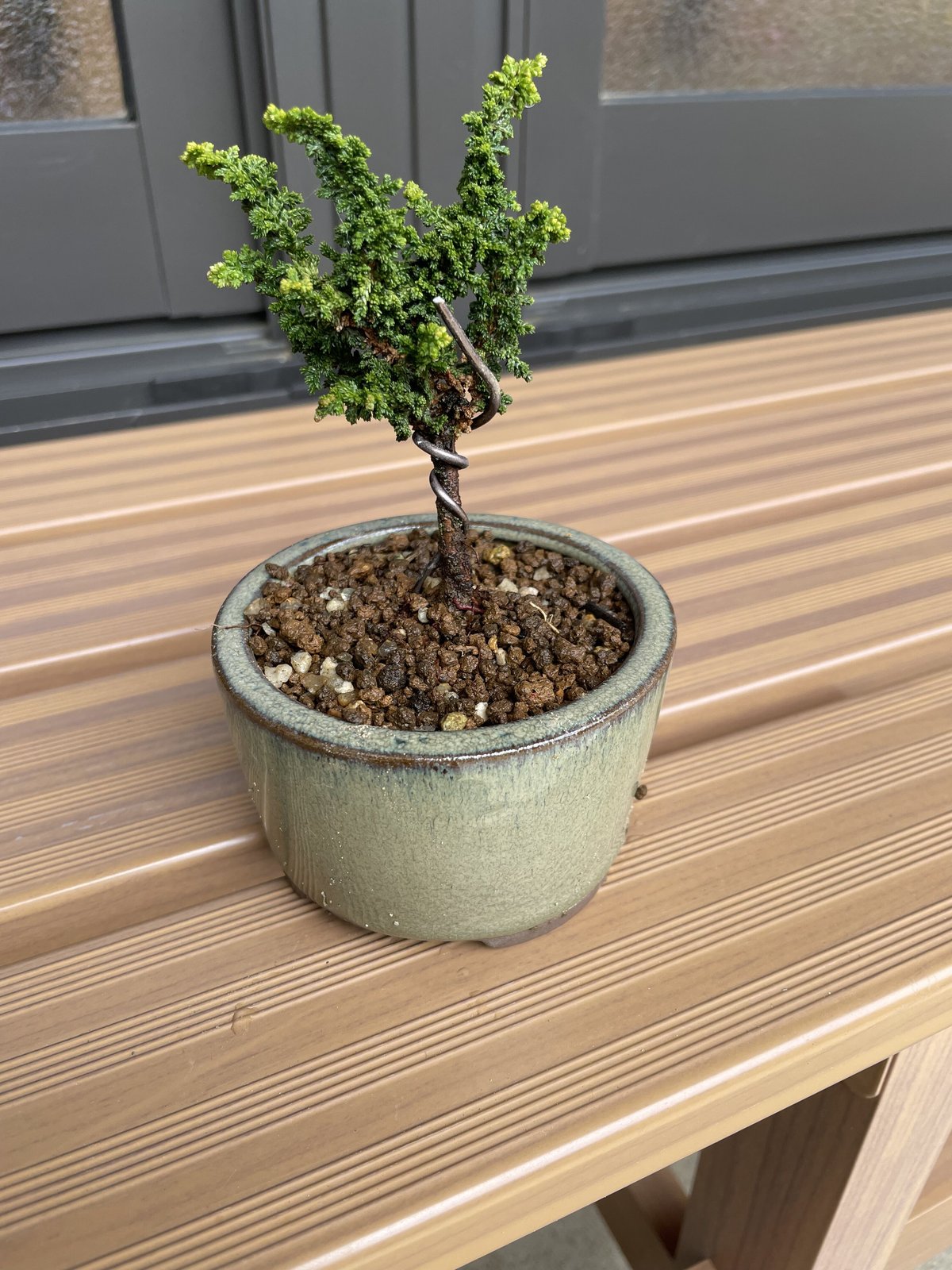 石寄せ　石化桧　皐月 石化桧 | EVER ROOTS BONSAI STORE