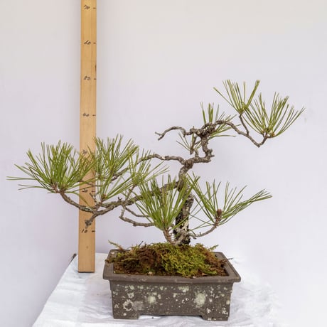 盆栽屋大和】黒松 大品盆栽 樹齢約120年 取りに来れる方大歓迎 展示品