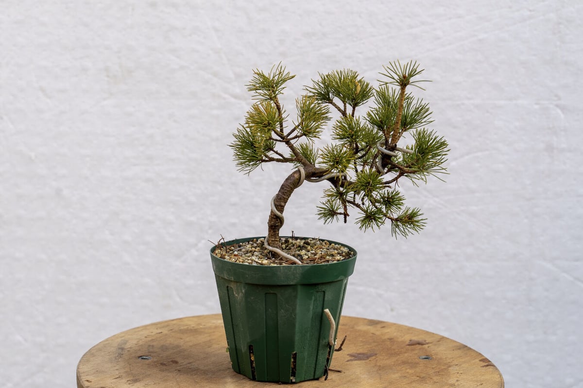 五葉松7年物 | EVER ROOTS BONSAI STORE