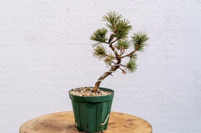 五葉松7年物 | EVER ROOTS BONSAI STORE