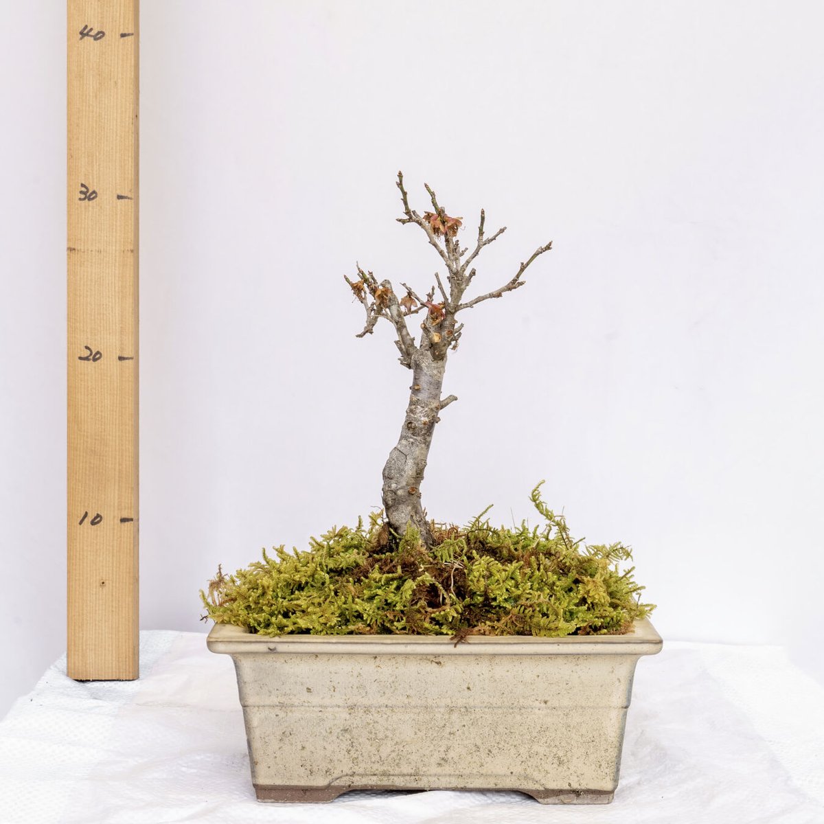 梅盆栽 | EVER ROOTS BONSAI STORE