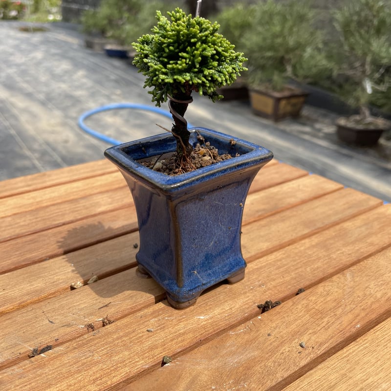 連山桧 | EVER ROOTS BONSAI STORE