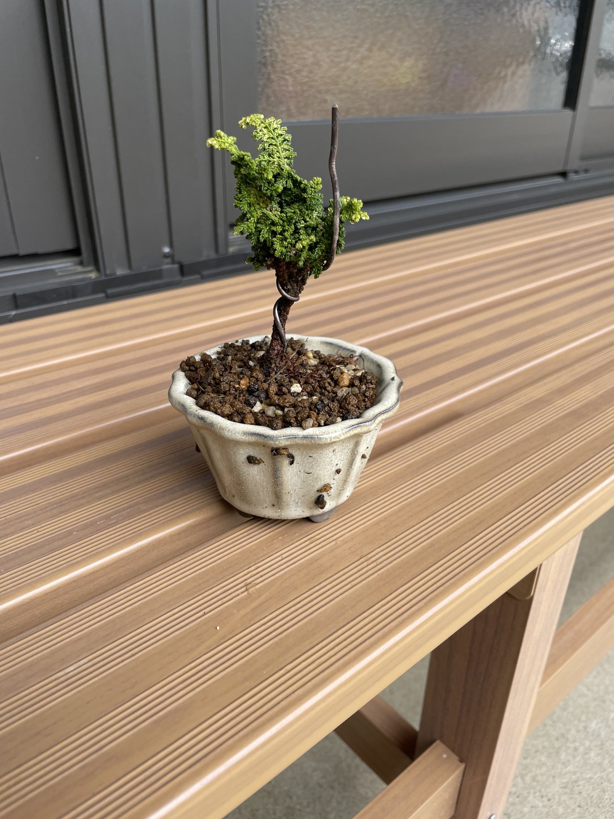 石化檜 石化桧 | EVER ROOTS BONSAI STORE