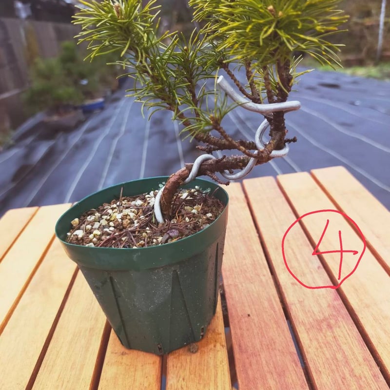 五葉松 3年物 | EVER ROOTS BONSAI STORE 五葉松 3年物 | EVER ROOTS BONSAI STORE