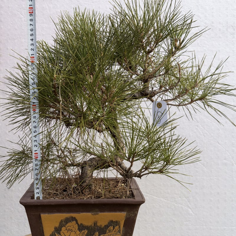 黒松8年物 | EVER ROOTS BONSAI STORE 黒松8年物 | EVER ROOTS BONSAI STORE