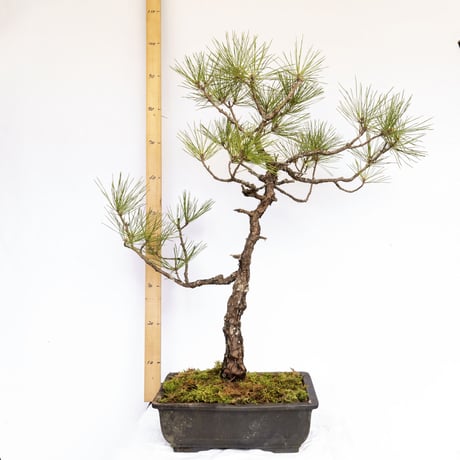 タイムセール⭕️ 実生65年 黒松盆栽 送料無料 BONSAI 盆栽 インテリア タイムセール⭕️ 実生65年 黒松盆栽 送料無料 BONSAI 盆栽