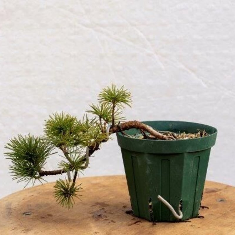 五葉松 産地直送 実生 7年 五葉松 産地直送 実生 7年 五葉松7年物 | EVER ROOTS BONSAI STORE