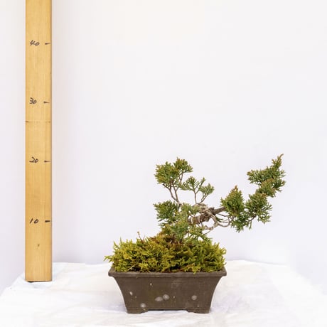 【特注アクリル】真柏　クリアブラック 特注アクリル】真柏 クリアブラック