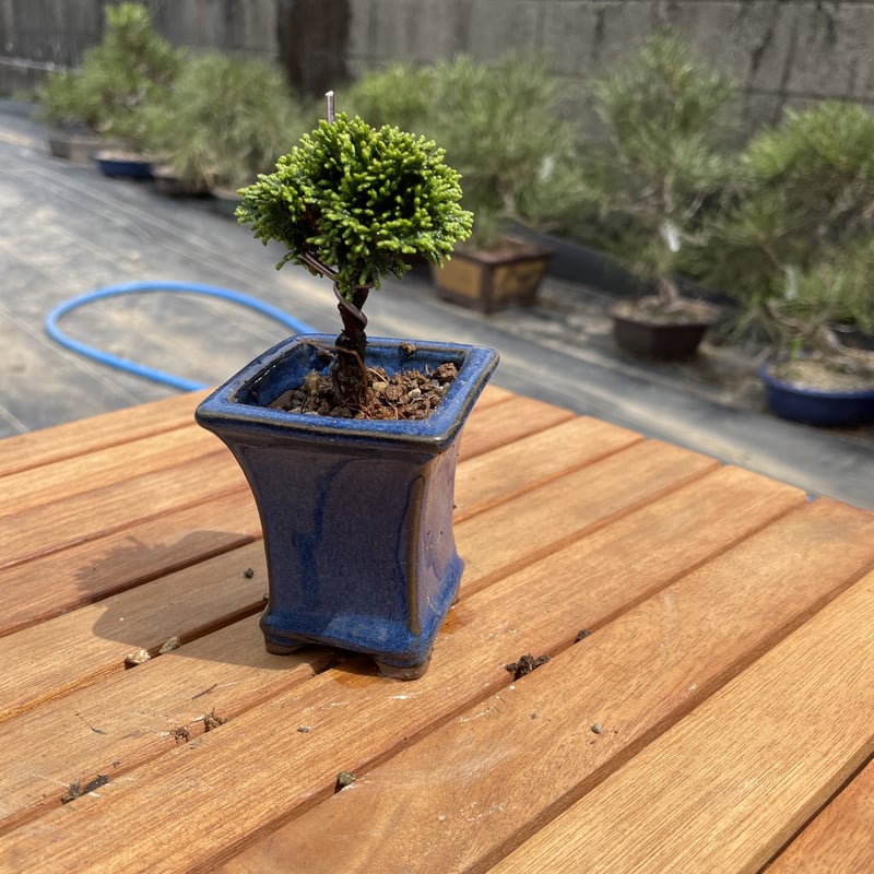 連山桧 | EVER ROOTS BONSAI STORE