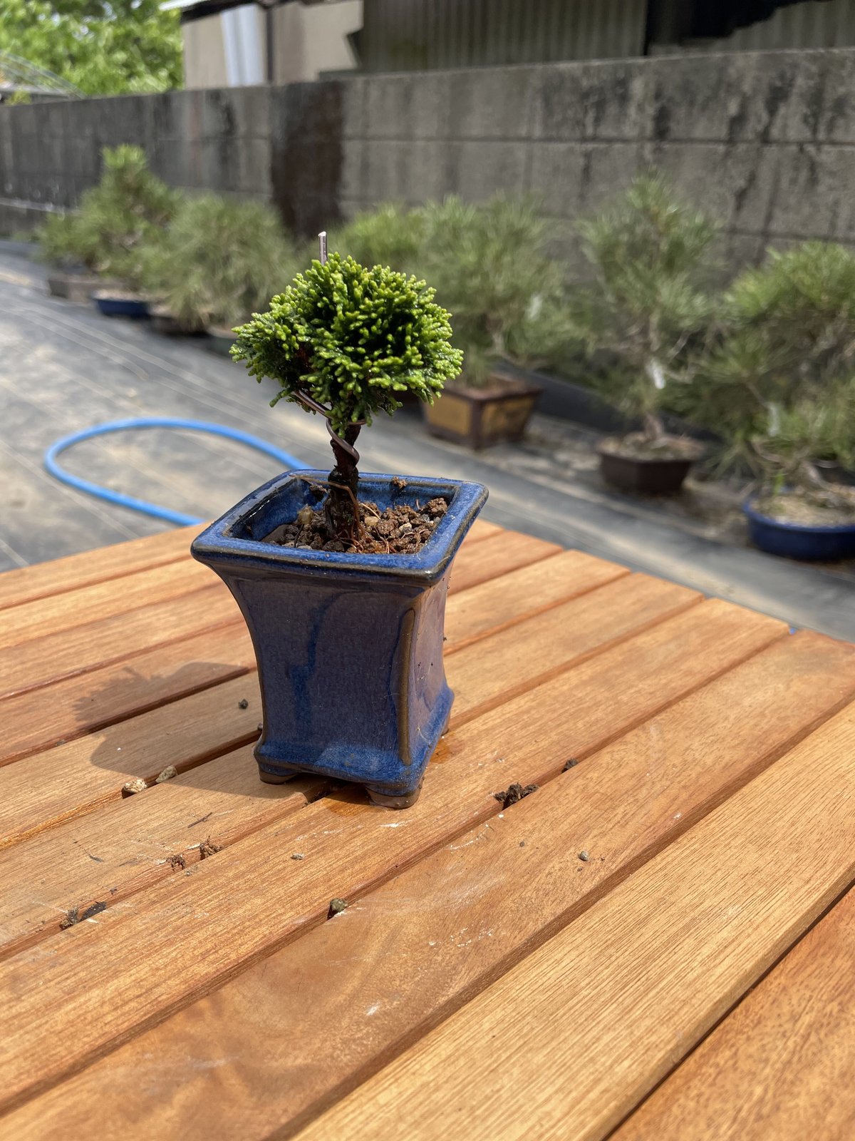 連山ひのき盆栽 連山桧 | EVER ROOTS BONSAI STORE