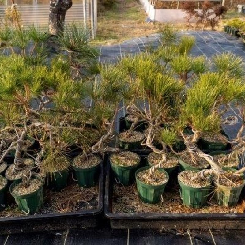 黒松5年物 | EVER ROOTS BONSAI STORE 黒松5年物 | EVER ROOTS BONSAI STORE