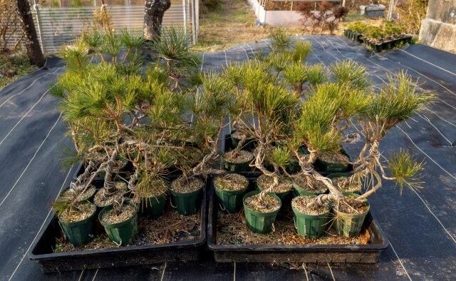 黒松5年物 | EVER ROOTS BONSAI STORE